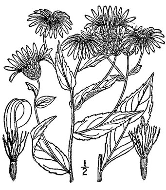 drawing of Eurybia radula, Rough-leaved Aster, Low Rough Aster