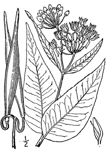 drawing of Asclepias rubra, Purple Savanna Milkweed, "Red Milkweed", Bog Milkweed