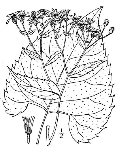 drawing of Eurybia schreberi, Schreber's Aster