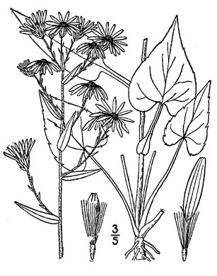image of Symphyotrichum undulatum, Wavyleaf Aster