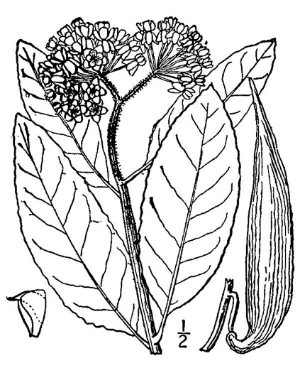 drawing of Asclepias variegata, White Milkweed, Redring Milkweed, Variegated Milkweed