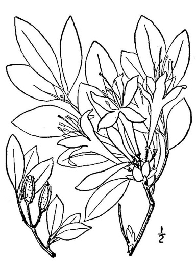 drawing of Rhododendron arborescens, Sweet Azalea, Smooth Azalea