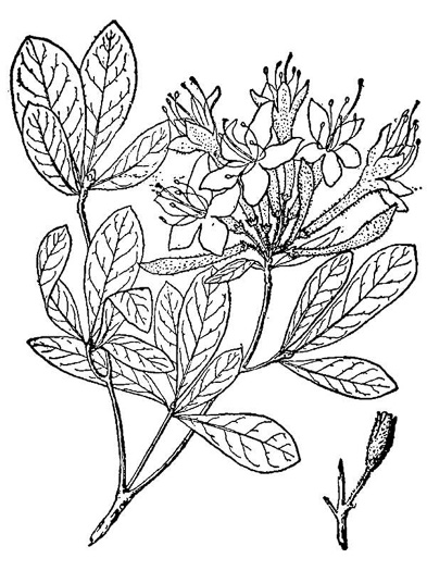 drawing of Rhododendron viscosum var. viscosum, Swamp Azalea, Clammy Azalea, Swamp Honeysuckle, Catchfly Azalea