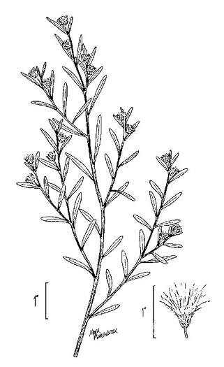image of Baccharis angustifolia, Saltwater False-willow, False Saltwater Willow
