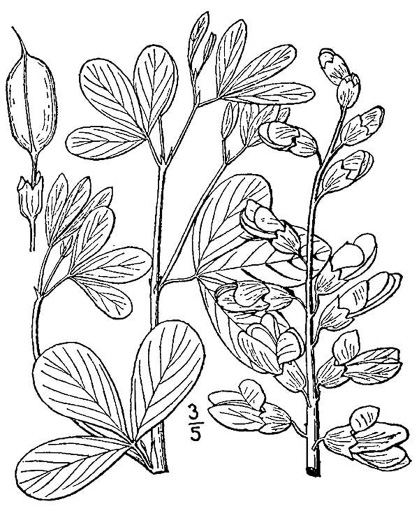 drawing of Baptisia lactea, white wild indigo