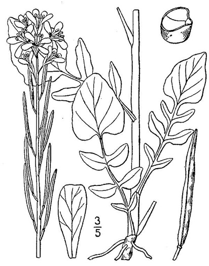 drawing of Barbarea vulgaris, Yellow Rocket-cress, Common Winter-cress, Yellow Rocket, Creasy