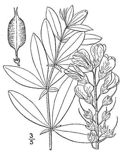 drawing of Baptisia cinerea, Carolina Wild Indigo, Gray-hairy Wild Indigo