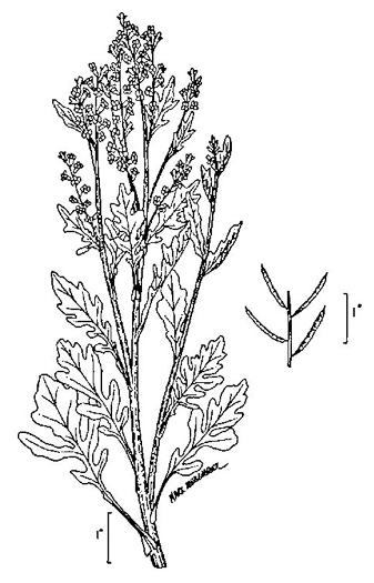 image of Barbarea vulgaris, Yellow Rocket-cress, Common Winter-cress, Yellow Rocket, Creasy