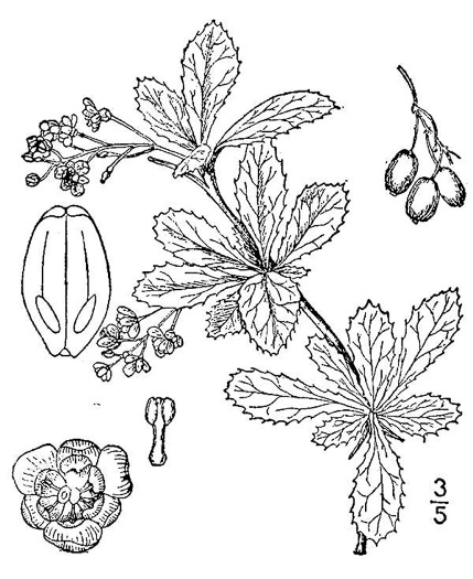 drawing of Berberis canadensis, American Barberry, Allegheny Barberry