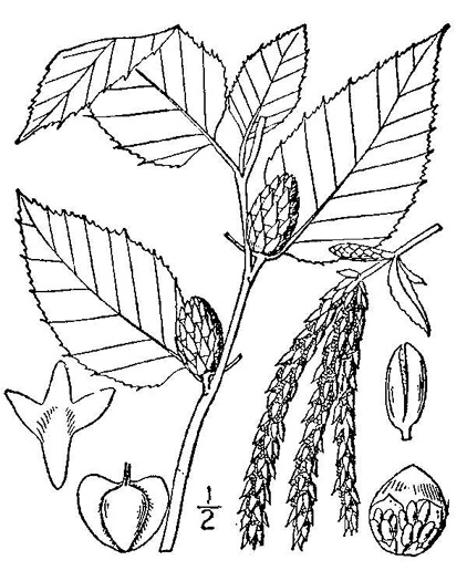 drawing of Betula lenta var. lenta, Sweet Birch, Cherry Birch, Black Birch, "Mahogany"