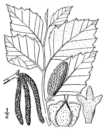 drawing of Betula nigra, River Birch, Red Birch
