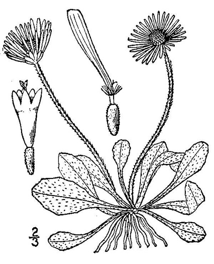 drawing of Bellis perennis, English Daisy, Lawndaisy