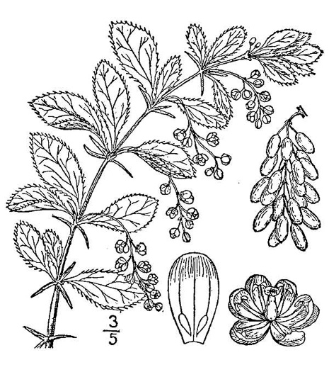 drawing of Berberis vulgaris, European Barberry, Common Barberry