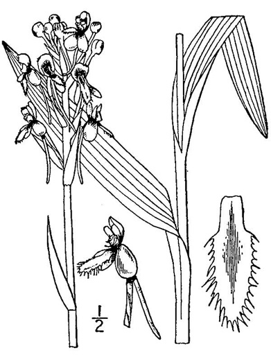 drawing of Platanthera blephariglottis, Small White Fringed Orchid
