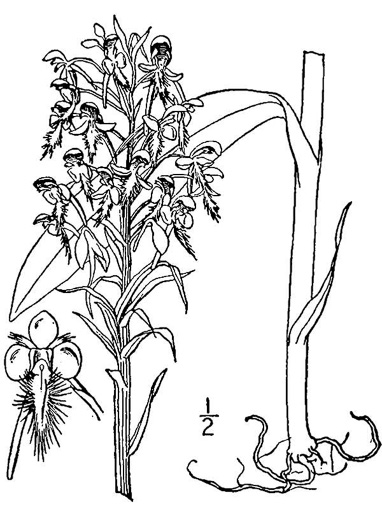 drawing of Platanthera ciliaris, Yellow Fringed Orchid