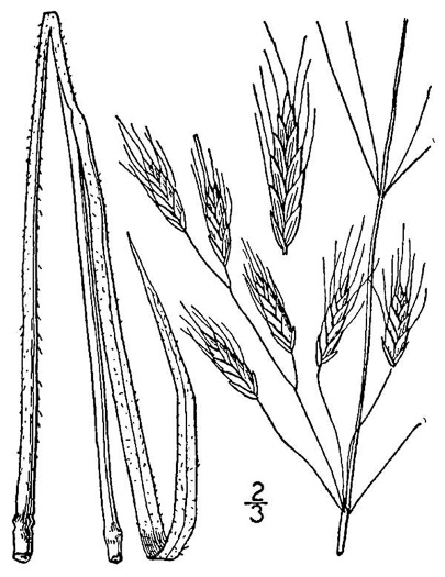 drawing of Bromus arvensis, Field Brome