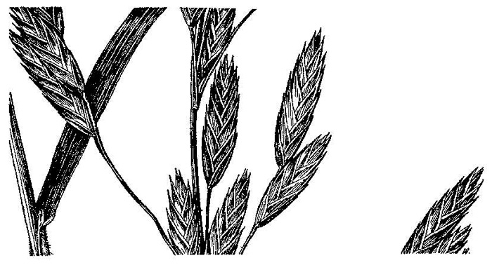 drawing of Bromus catharticus var. catharticus, Rescue Grass