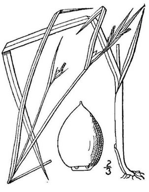 drawing of Scleria oligantha, Few-flowered Nutrush, Littlehead Nutrush
