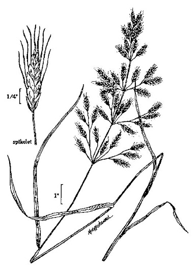 image of Bromus japonicus, Japanese Chess, Japanese Brome