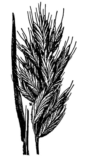 drawing of Bromus hordeaceus ssp. hordeaceus, Soft Chess, Lopgrass, Soft Brome