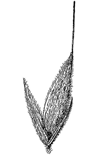 drawing of Bromus nottowayanus, Satin Brome, Virginia Brome, Nottoway River Brome