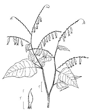 image of Brunnichia ovata, Buckwheat-vine, Eardrop-vine, Ladies'-eardrops, Redvine