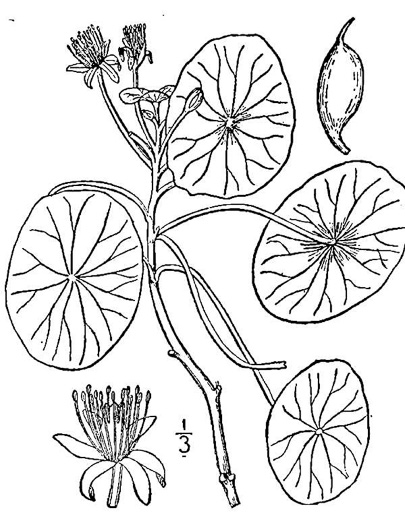 drawing of Brasenia schreberi, Water-shield, Purple Wen-dock