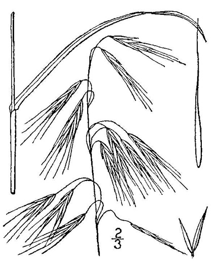 drawing of Bromus sterilis, Poverty Brome, Barren Brome, Cheatgrass