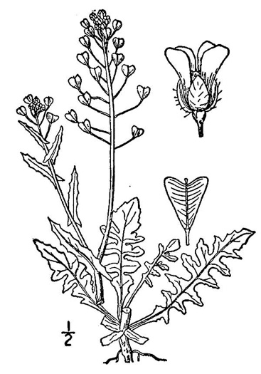 image of Capsella bursa-pastoris, Common Shepherd's Purse
