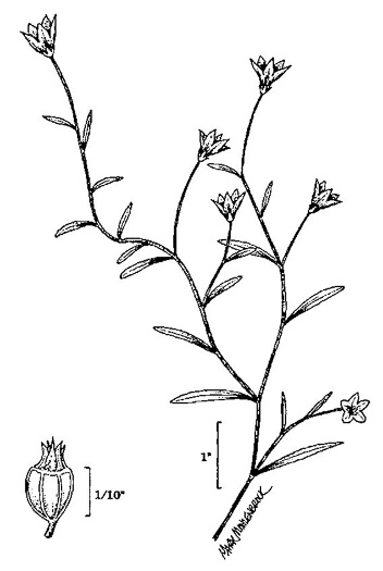 drawing of Palustricodon aparinoides var. aparinoides, Marsh-bellflower, Bedstraw Bellflower