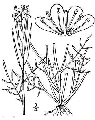 image of Cardamine parviflora var. arenicola, Sand Bittercress, Small-flowered Bittercress