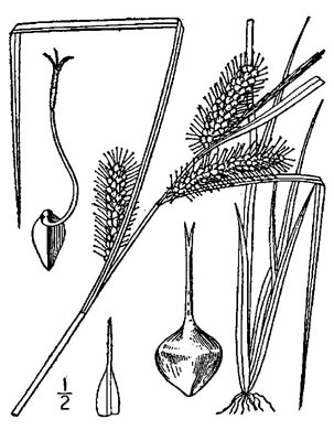 image of Carex baileyi, Bailey's Sedge