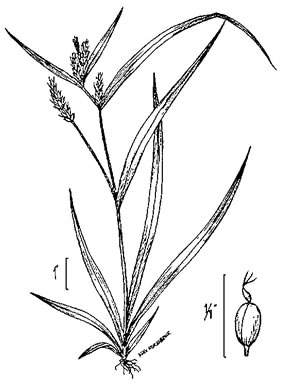 image of Carex blanda, Eastern Woodland Sedge, Charming Sedge