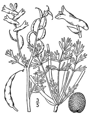 Corydalis halei, Southern Corydalis
