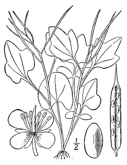 image of Cardamine clematitis, Mountain Bittercress, Clematis-leaved Bittercress