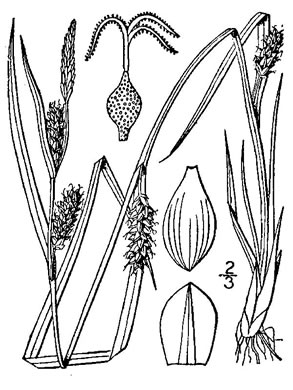 image of Carex crawei, Crawe's Sedge