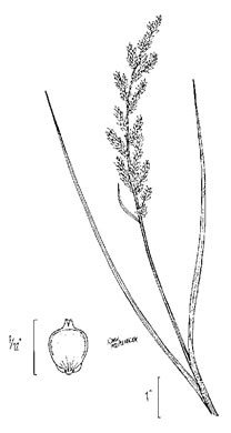 image of Carex decomposita, Cypress-knee Sedge, Epiphytic Sedge