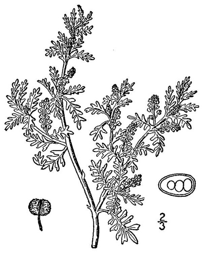 drawing of Lepidium didymum, Wart-cress, Lesser Swine-cress