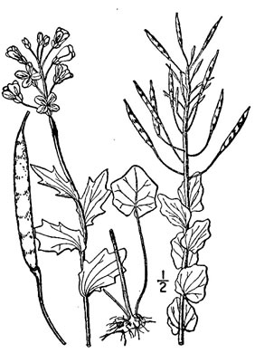 drawing of Cardamine douglassii, Limestone Bittercress, Douglass's Bittercress, Purple Cress, Pink Spring-cress