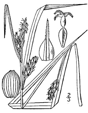 image of Carex grisea, Inflated Narrowleaf Sedge, Wood Gray Sedge
