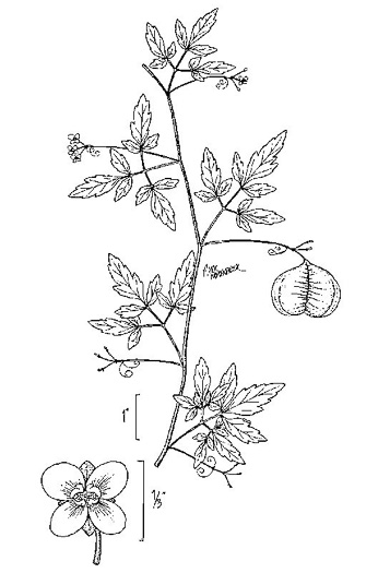 image of Cardiospermum halicacabum, Balloonvine, Love-in-a-puff, Heartseed