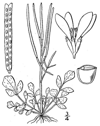 drawing of Cardamine hirsuta, Hairy Bittercress