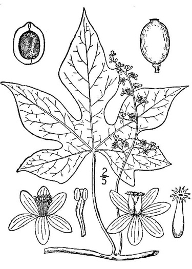 image of Calycocarpum lyonii, Cupseed, Lyonia-vine