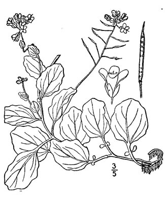 drawing of Cardamine rotundifolia, Mountain Watercress, American Bittercress