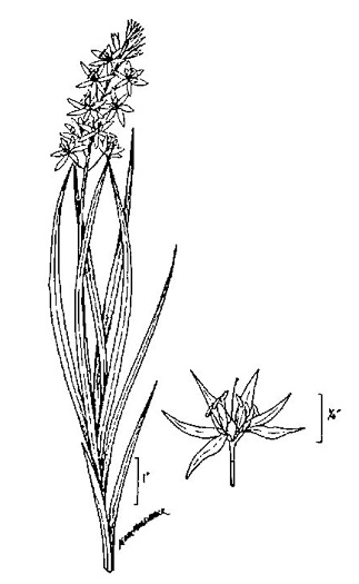 drawing of Camassia scilloides, Wild Hyacinth, Eastern Camas Lily, Quamash Lily