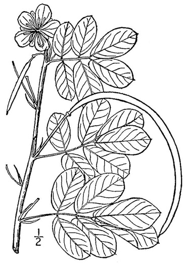 drawing of Senna obtusifolia, Coffeeweed, Sicklepod