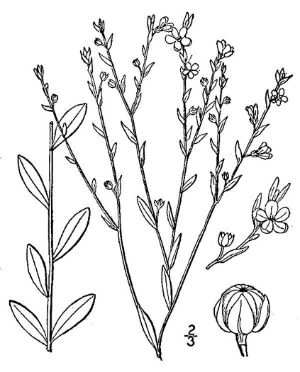 image of Linum virginianum, Virginia Yellow Flax, Woodland Flax