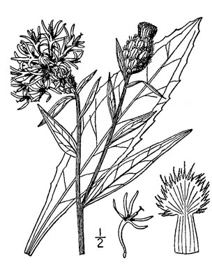 drawing of Centaurea jacea, Brown Knapweed