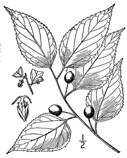 drawing of Celtis occidentalis, Northern Hackberry
