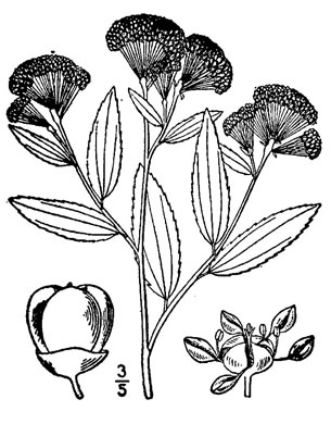 drawing of Ceanothus herbaceus, Prairie Redroot, Prairie Ceanothus